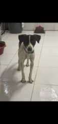 Pixel