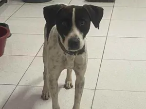 Cachorro raça Srd idade 1 ano nome  Pixel