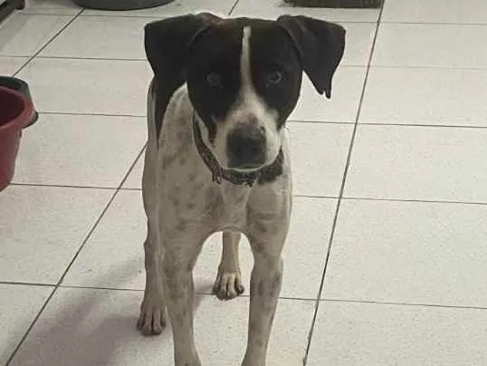 Cachorro ra a Srd idade 1 ano nome  Pixel