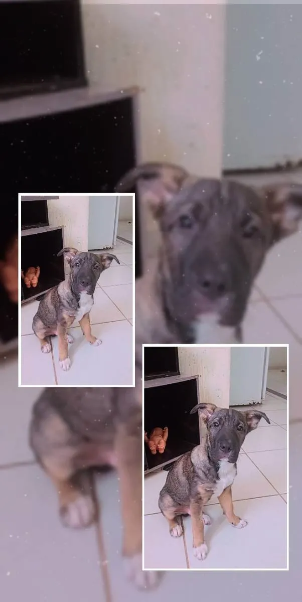 Cachorro raça Misturada com pastor alemão  idade 2 a 6 meses nome Nego