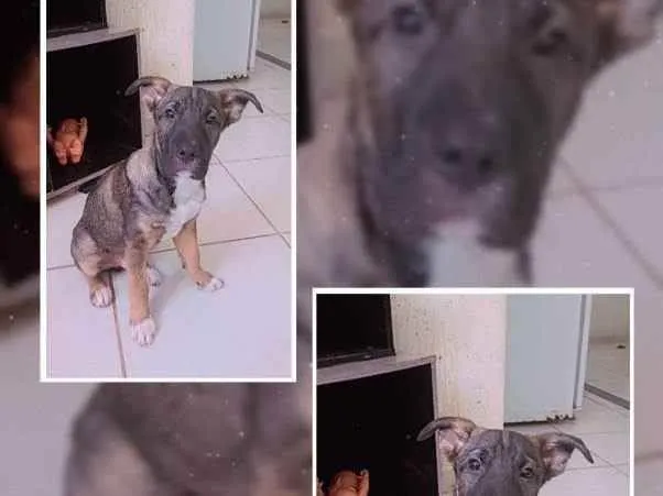 Cachorro raça Misturada com pastor alemão  idade 2 a 6 meses nome Nego
