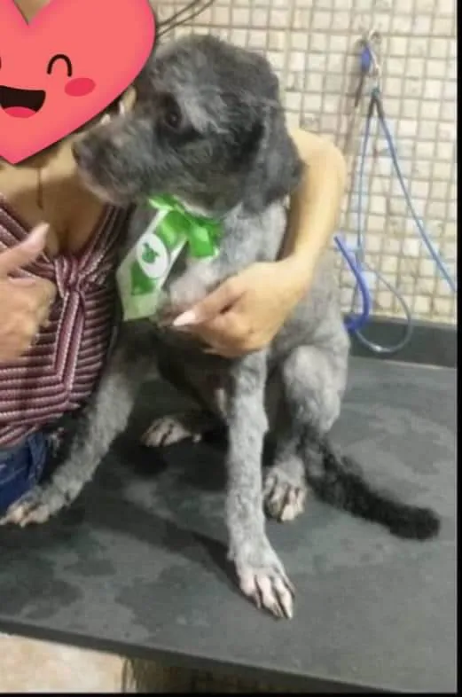 Cachorro ra a Poodle idade 1 ano nome Luizinho 