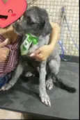 Luizinho