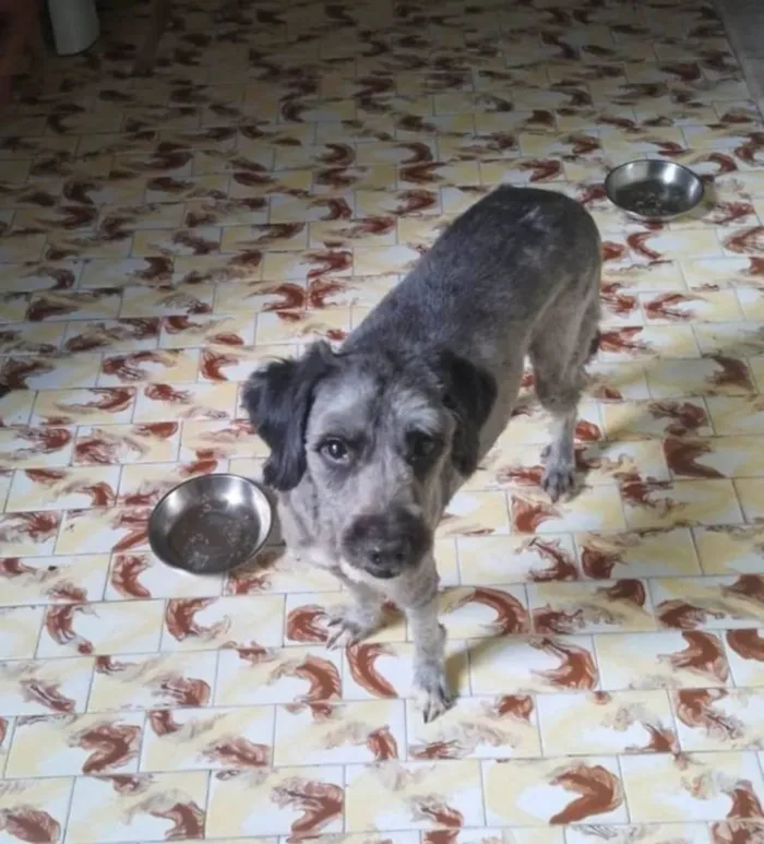 Cachorro ra a Poodle idade 1 ano nome Luizinho 