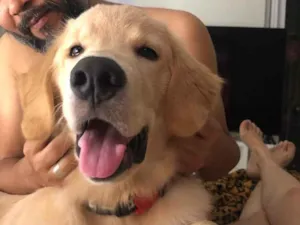Cachorro raça Golden retriver idade 2 a 6 meses nome Biu 