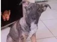 Nego