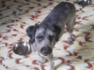 Cachorro raça Poodle idade 1 ano nome Luizinho 