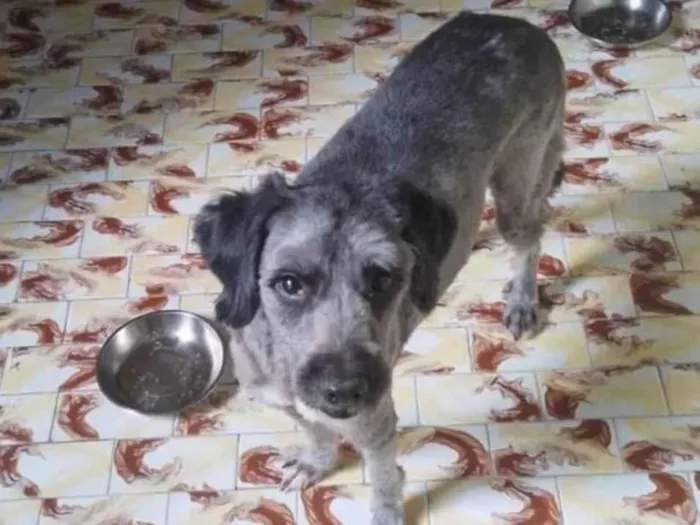 Cachorro ra a Poodle idade 1 ano nome Luizinho 