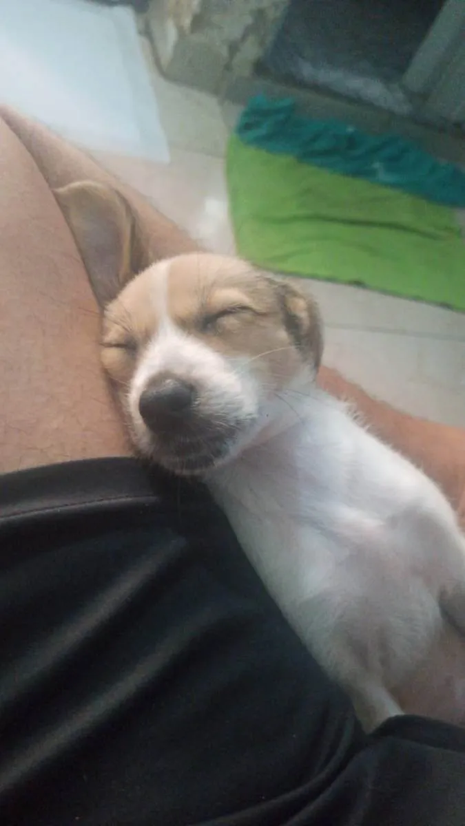 Cachorro raça Sem Raça Definida idade 2 a 6 meses nome Kyra