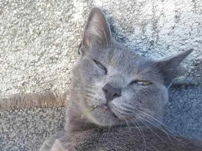 Gato ra a Korat idade 3 anos nome Jhonny 