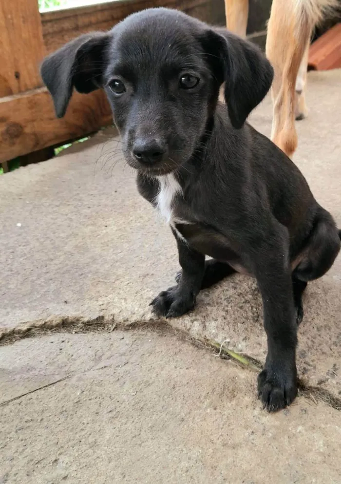 Cachorro ra a SRD idade 2 a 6 meses nome Filhotes 