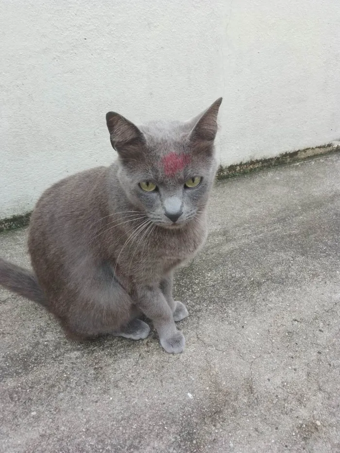 Gato ra a Korat idade 3 anos nome Jhonny 