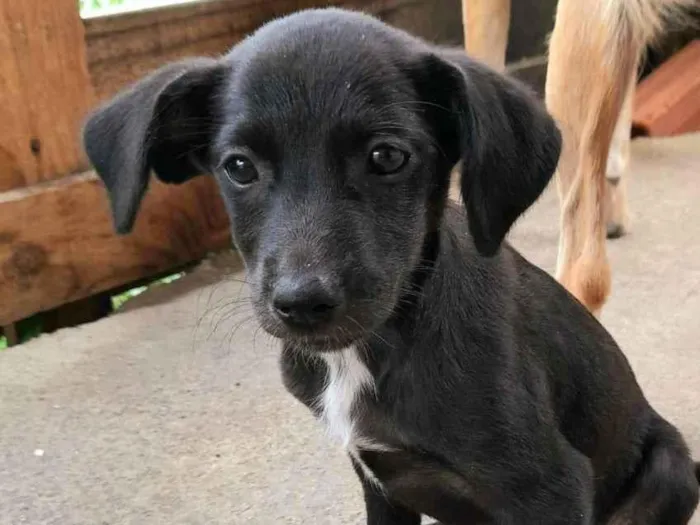 Cachorro ra a SRD idade 2 a 6 meses nome Filhotes 