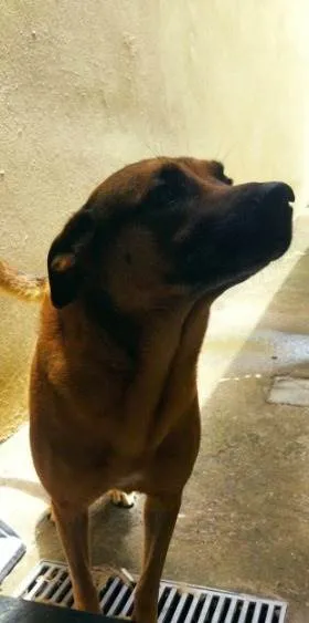 Cachorro ra a Mestiço idade 6 ou mais anos nome Tobi