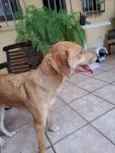 Molly