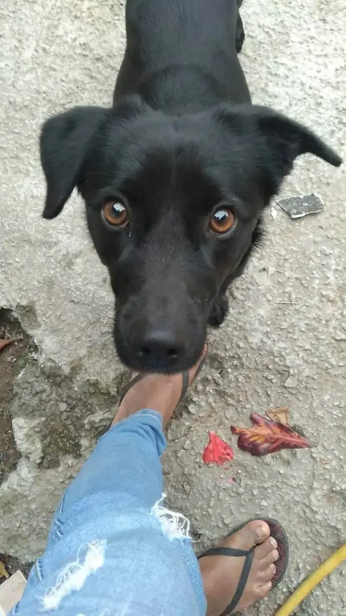 Cachorro ra a Vira lata idade 3 anos nome Negão