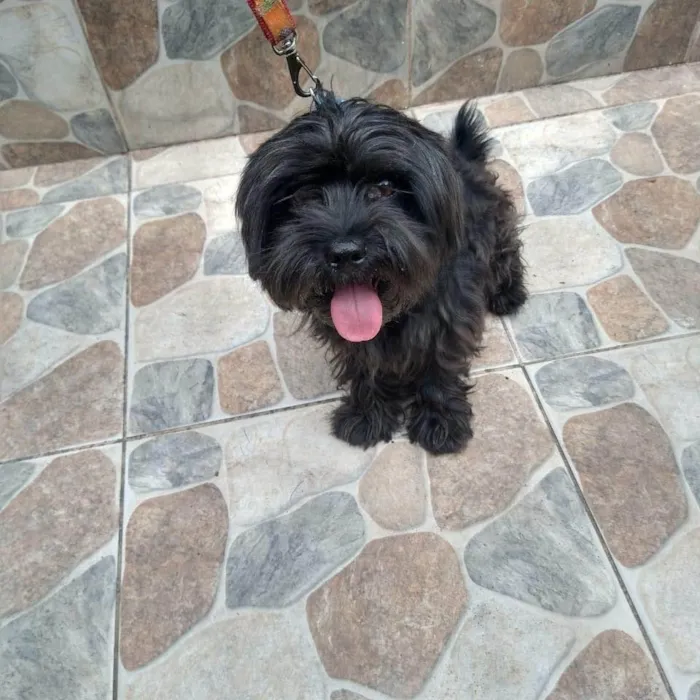 Cachorro ra a Srd idade 1 ano nome Luppi