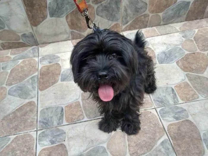 Cachorro ra a Srd idade 1 ano nome Luppi