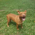 Pit
