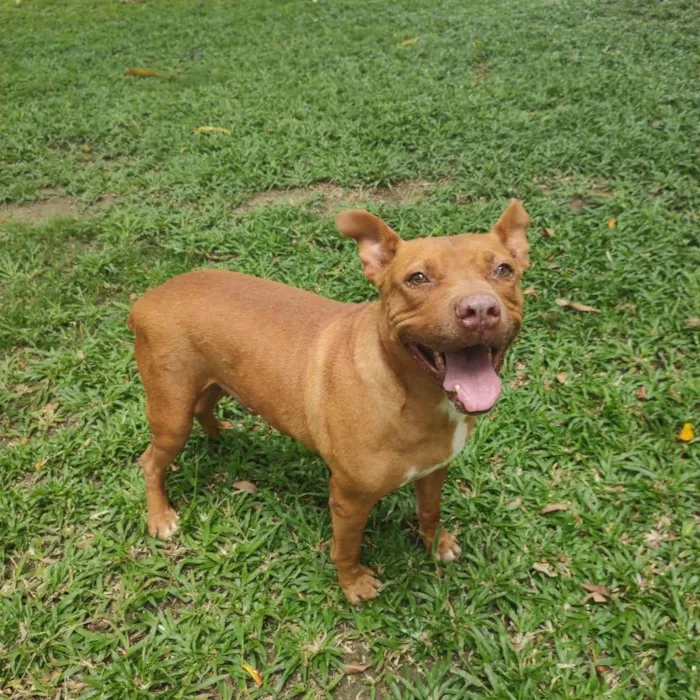Cachorro ra a Pitbull idade 3 anos nome Pit