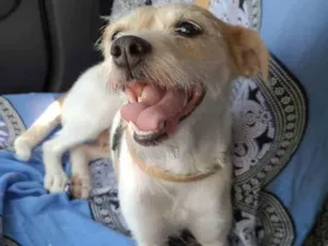 Cachorro raça S/R idade 2 anos nome Branca