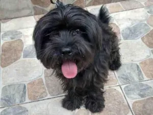 Cachorro raça Srd idade 1 ano nome Luppi