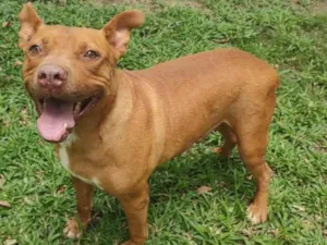 Cachorro raça Pitbull idade 3 anos nome Pit