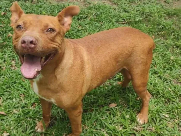 Cachorro ra a Pitbull idade 3 anos nome Pit
