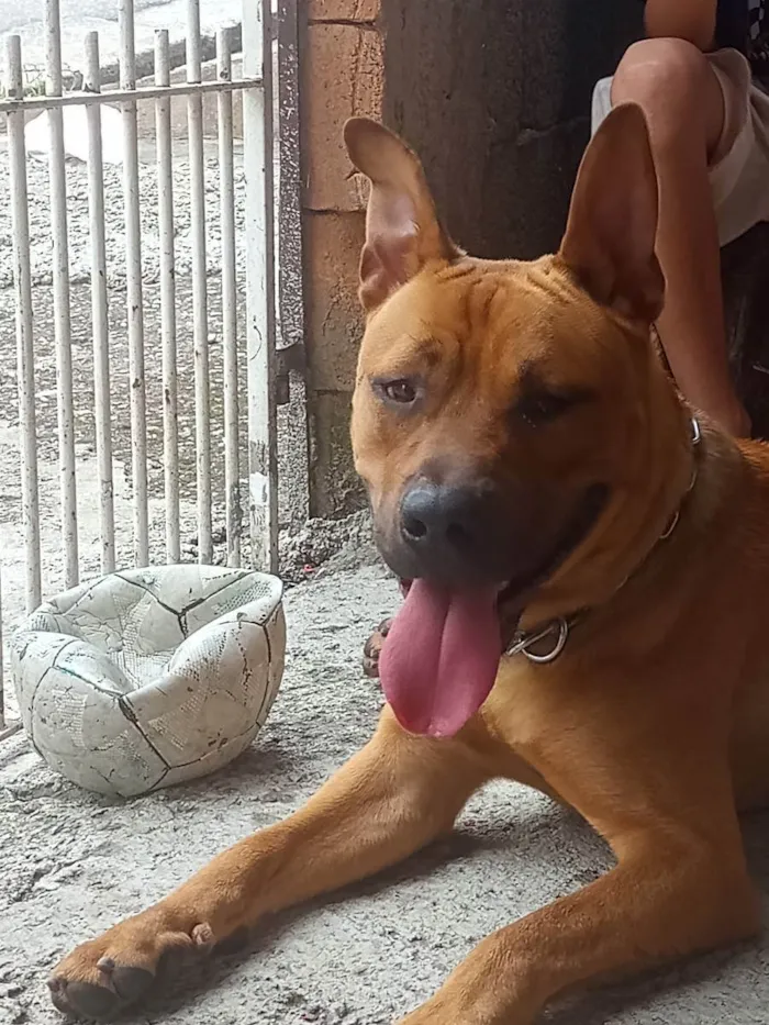 Cachorro ra a pitbull com rottweiler idade 1 ano nome Scobby