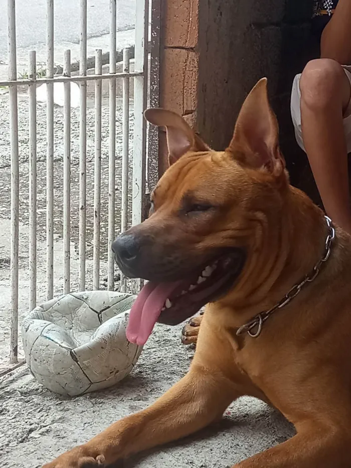 Cachorro ra a pitbull com rottweiler idade 1 ano nome Scobby