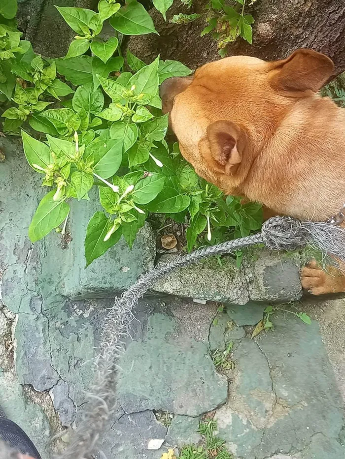 Cachorro ra a pitbull com rottweiler idade 1 ano nome Scobby