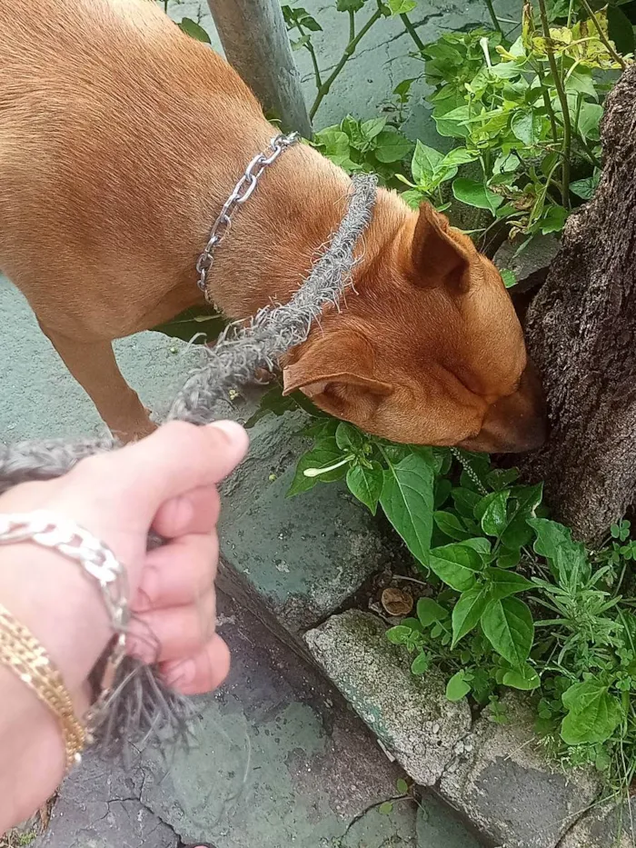 Cachorro ra a pitbull com rottweiler idade 1 ano nome Scobby