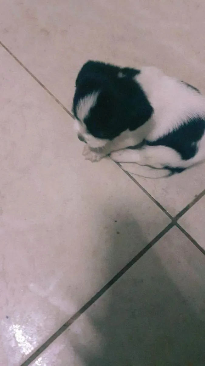 Cachorro ra a  idade Abaixo de 2 meses nome N tem ainda