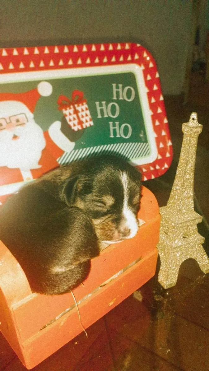 Cachorro ra a  idade Abaixo de 2 meses nome N tem ainda