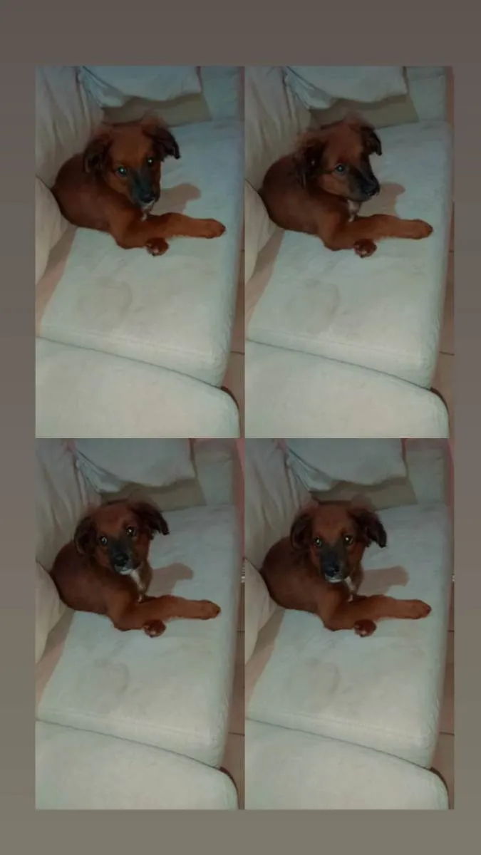 Cachorro ra a Indefinida  idade 2 a 6 meses nome Luar