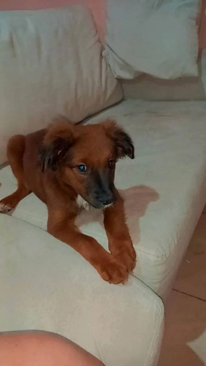 Cachorro ra a Indefinida  idade 2 a 6 meses nome Luar