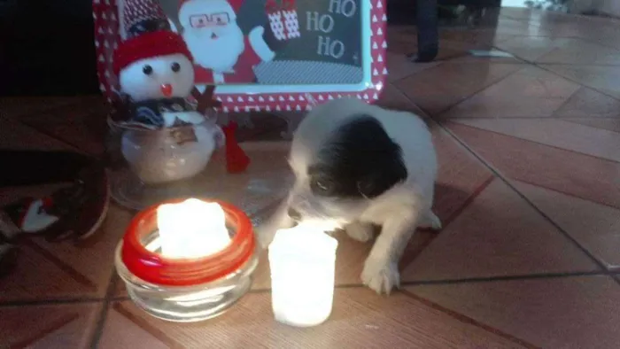 Cachorro ra a  idade Abaixo de 2 meses nome N tem ainda