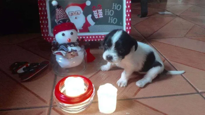 Cachorro ra a  idade Abaixo de 2 meses nome N tem ainda