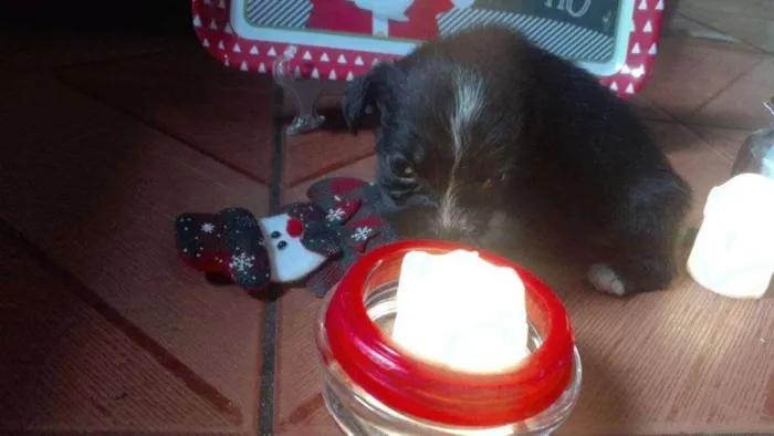 Cachorro ra a  idade Abaixo de 2 meses nome N tem ainda