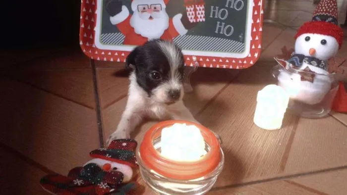 Cachorro ra a  idade Abaixo de 2 meses nome N tem ainda