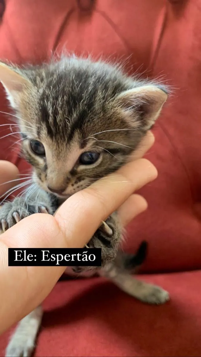 Gato ra a  idade Abaixo de 2 meses nome Gatinhos filhotes