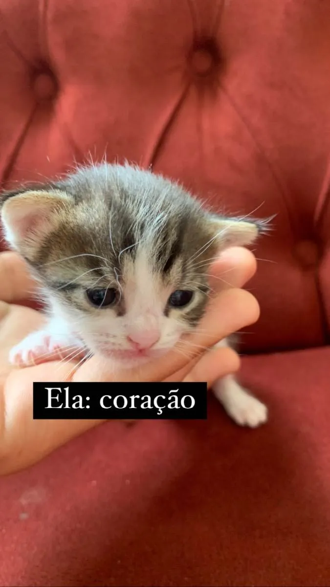 Gato ra a  idade Abaixo de 2 meses nome Gatinhos filhotes