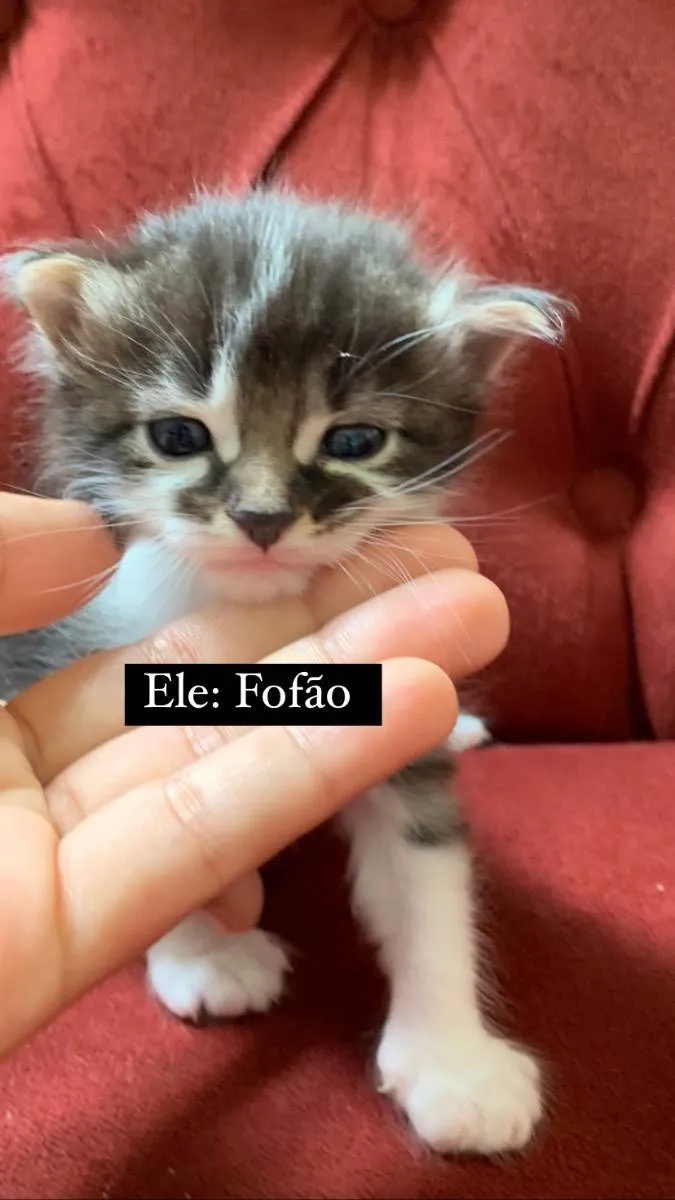 Gato ra a  idade Abaixo de 2 meses nome Gatinhos filhotes