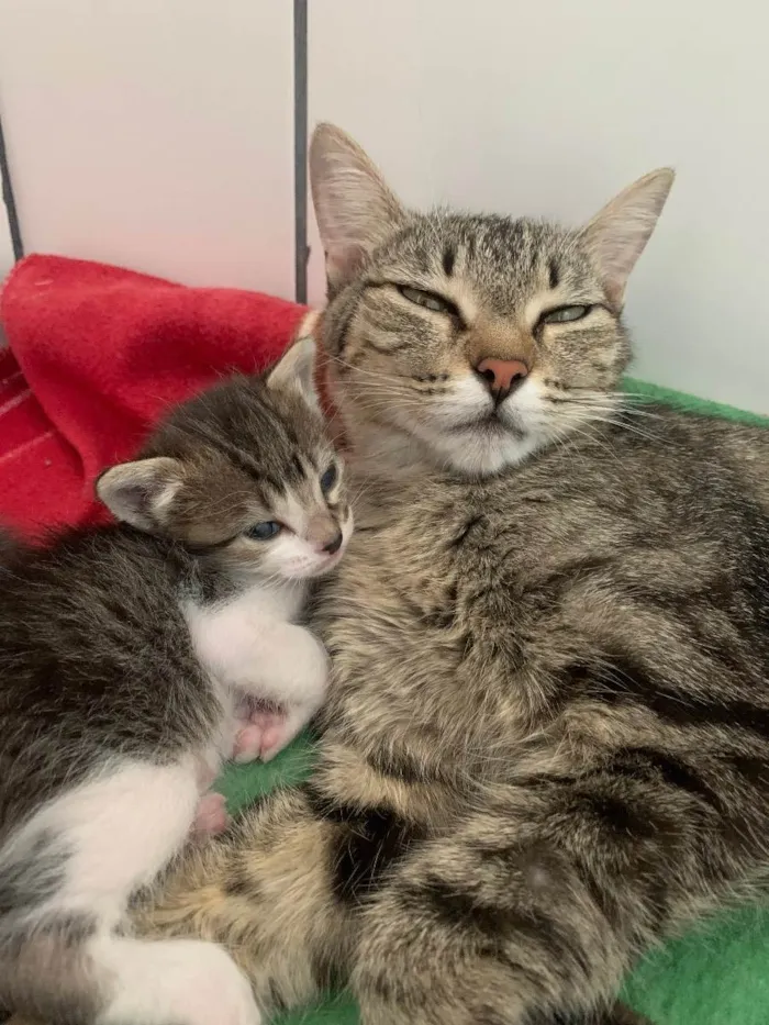 Gato ra a  idade Abaixo de 2 meses nome Gatinhos filhotes