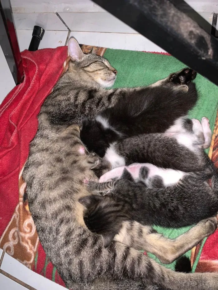 Gato ra a  idade Abaixo de 2 meses nome Gatinhos filhotes