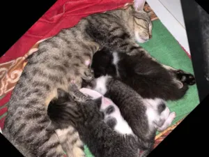 Gato raça  idade Abaixo de 2 meses nome Gatinhos filhotes