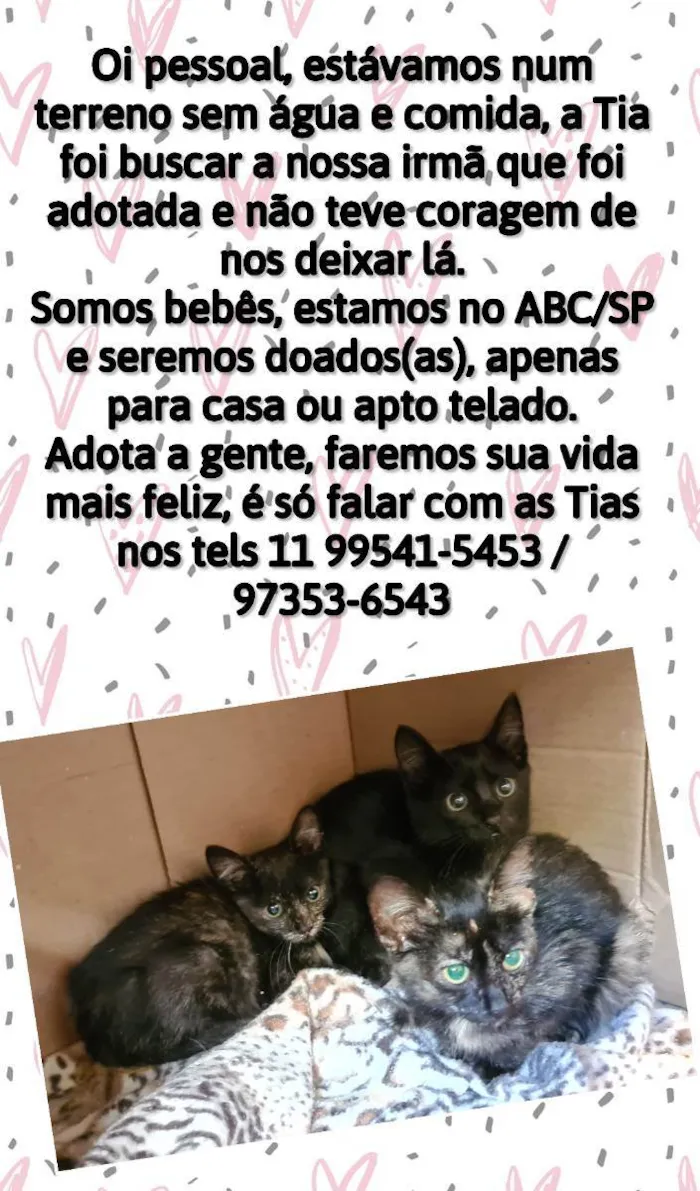 Gato ra a Srd idade 2 a 6 meses nome Filhotes