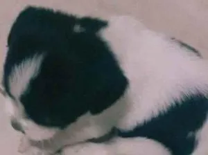 Cachorro raça  idade Abaixo de 2 meses nome N tem ainda