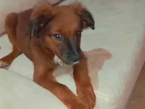 Cachorro raça Indefinida  idade 2 a 6 meses nome Luar