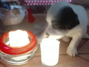 Cachorro raça  idade Abaixo de 2 meses nome N tem ainda